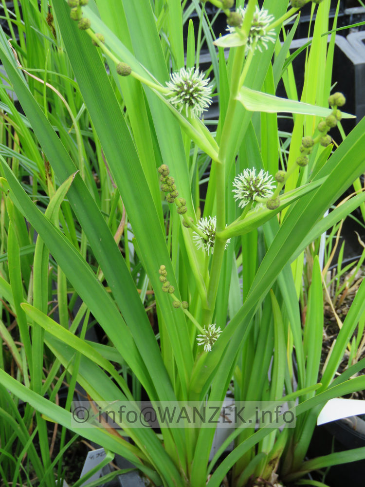 Sparganium emersum 02.JPG